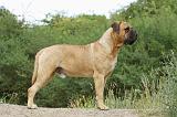 BULLMASTIFF 252